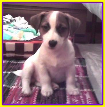 Spank, Jack Russell