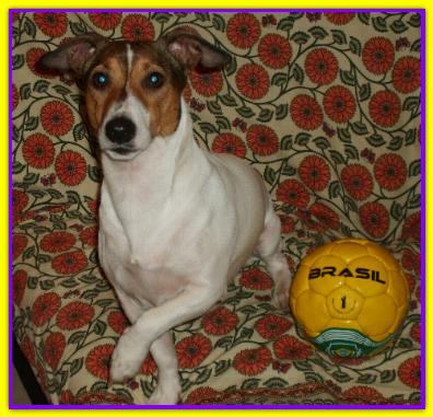Spike, Jack Russell