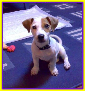 Spot, Jack Russell
