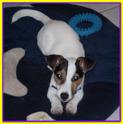 Spy, Jack Russell