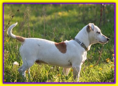 Spyke, Jack Russell