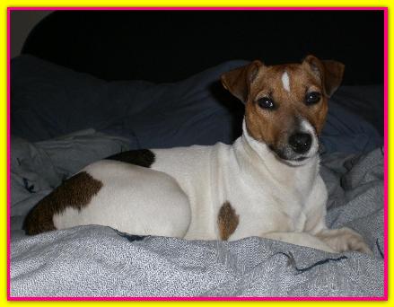 Tabata, Jack Russell