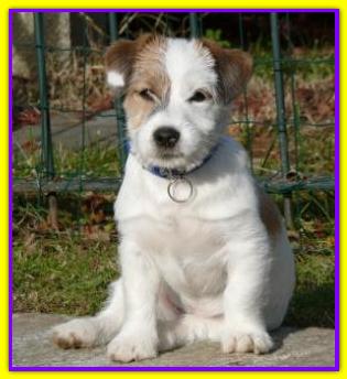 Teo, Jack Russell