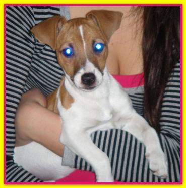 Tequila, Jack Russell