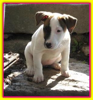 Thea, Jack Russell