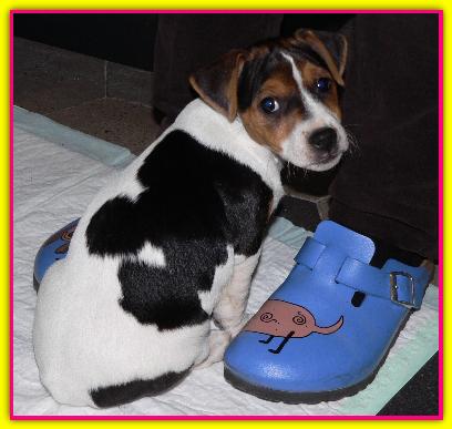 Tina, Jack Russell