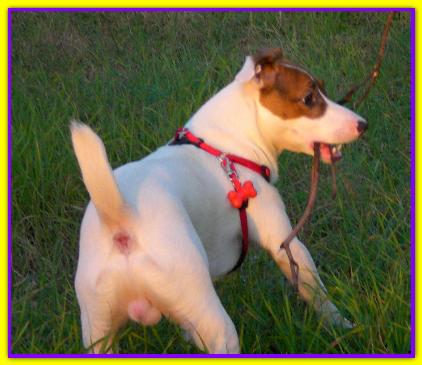 Toni, Jack Russell