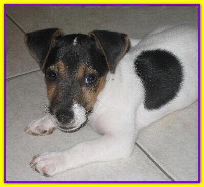 Tot�, Jack Russell