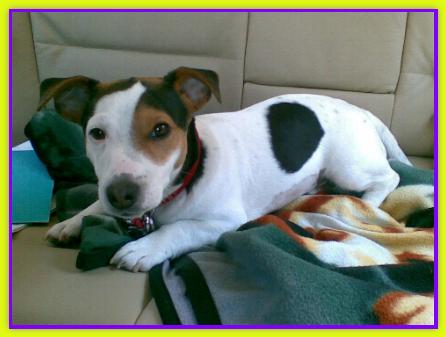 Tot� Principe. Jack Russell