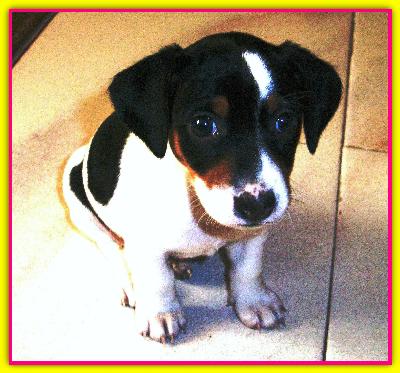 Trilly, Jack Russell