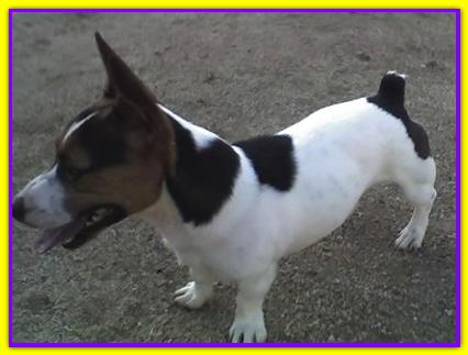 Trip, Jack Russell