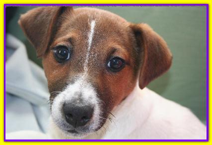 Trudy, Jack Russell