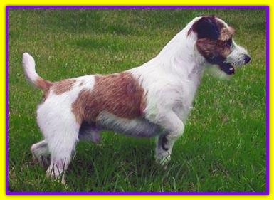 Twister, Jack Russell