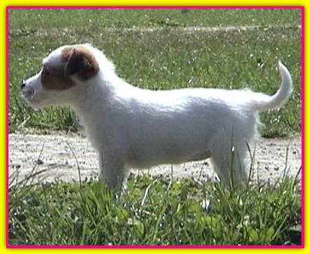 Uanita, Jack Russell