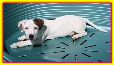 Vanilla, Jack Russell