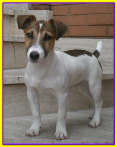 Vasco, Jack Russell