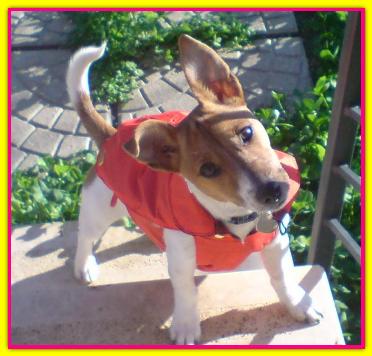 Vicky, Jack Russell