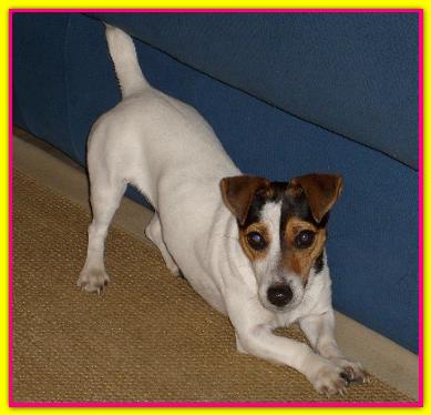 Violetta, Jack Russell
