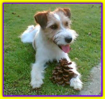 Whisky, Jack Russell