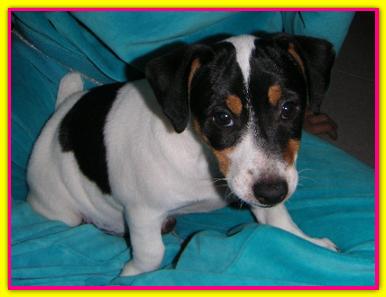 Yoko, Jack Russell