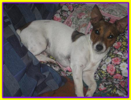 Zeus, Jack Russell