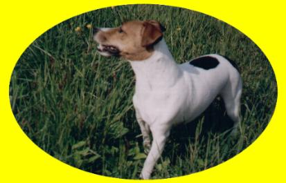 Abigaile, Jack Russell Terriers