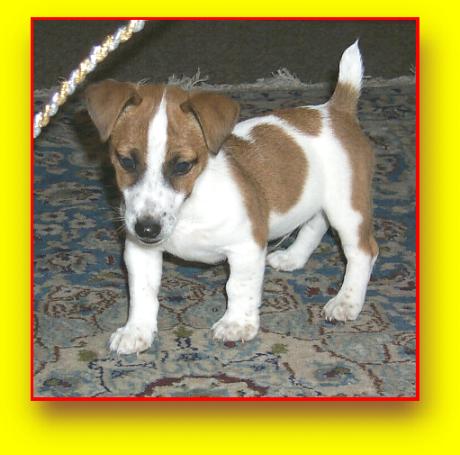Benjamin Jack Russel Terriers