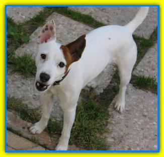 Max Jack Russell Terriers