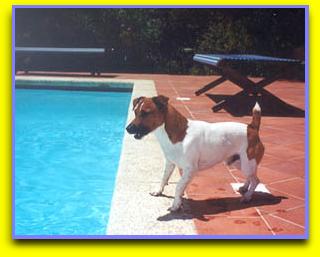 Oscar  Luigi, Jack Russell Terriers