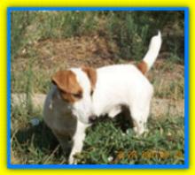 Arturo-Orathio jack russell