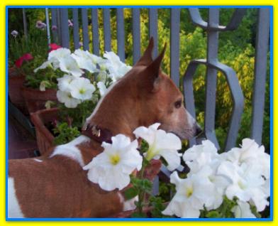 Arturo, Jack Russell Terriers