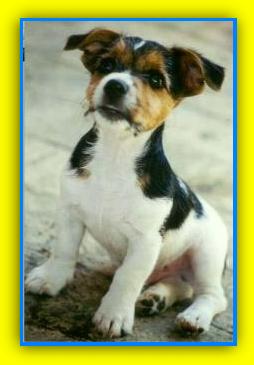 Barney