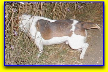 camillo1.JPG (23582 byte)