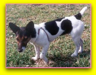 cloe.jpg (21071 byte)