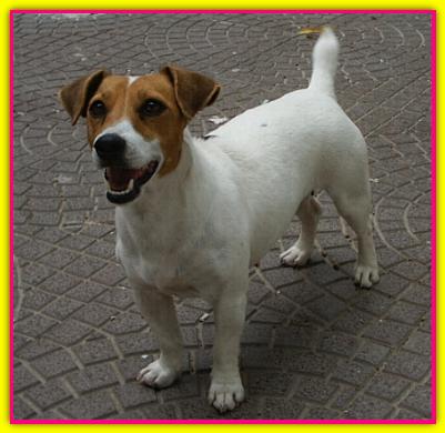 Eliseba, Jack Russell Terrier
