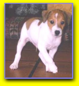 gigi-1.JPG (12270 byte)