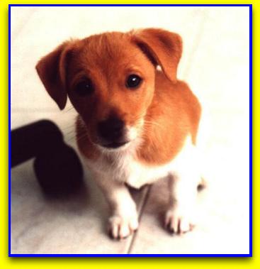 Golia