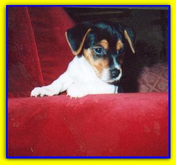 jack-Henry