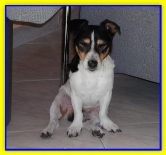 Kurt, Jack Russell Terriers