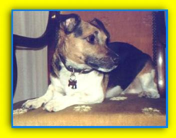 Miky, Jack Russell Terriers
