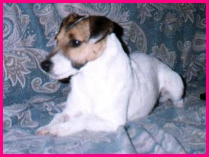 molly1.JPG (21123 bytes)