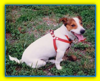 napoleone