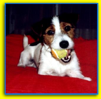 Oliver Jack Russell Terriers