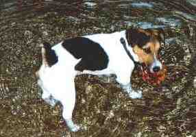 OTTO