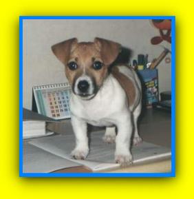 Pongo!