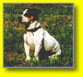 Scott Jack Rusell Terriers