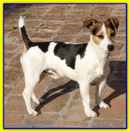 Spot, Jack Russell Terrier