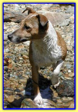 Stringa, Jack Russell Terriers