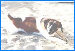 Tobia