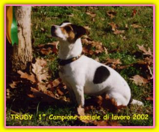 Trudy, Jack Russell Terriers